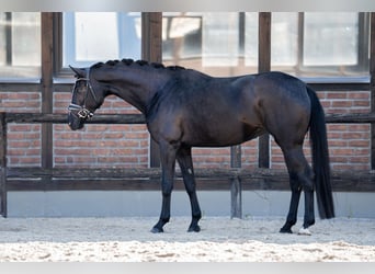 Oldenburg, Mare, 5 years, 16,3 hh, Black