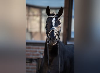 Oldenburg, Mare, 5 years, 16,3 hh, Black
