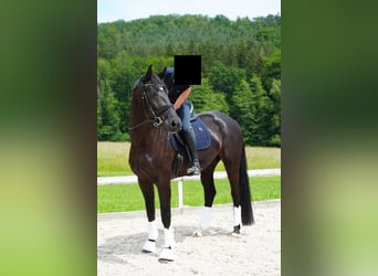 Oldenburg, Mare, 5 years, 16,3 hh, Black