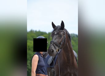 Oldenburg, Mare, 5 years, 16,3 hh, Black