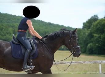 Oldenburg, Mare, 5 years, 16,3 hh, Black