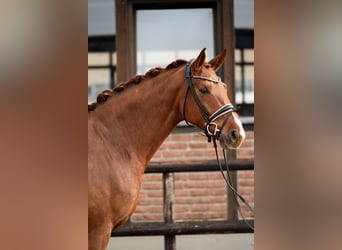 Oldenburg, Mare, 5 years, 16,3 hh, Chestnut