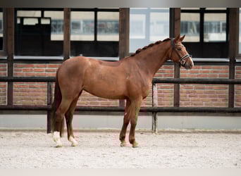 Oldenburg, Mare, 5 years, 16,3 hh, Chestnut
