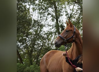 Oldenburg, Mare, 5 years, 16,3 hh, Chestnut-Red