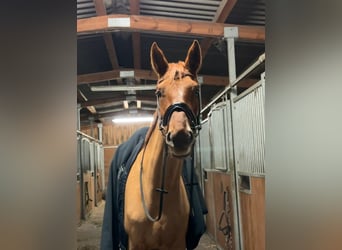 Oldenburg, Mare, 5 years, 16,3 hh, Chestnut-Red