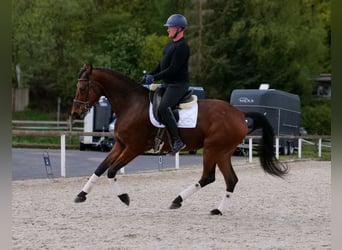 Oldenburg, Mare, 5 years, 17.2 hh, Brown