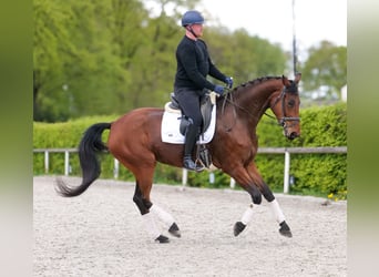 Oldenburg, Mare, 5 years, 17.2 hh, Brown