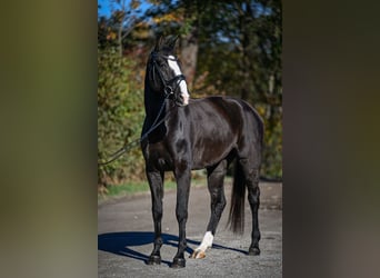 Oldenburg, Mare, 5 years, 17 hh, Bay-Dark