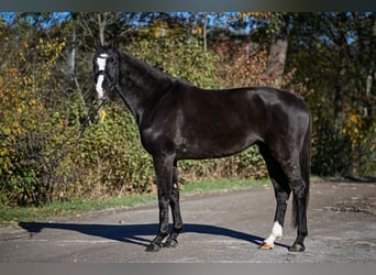 Oldenburg, Mare, 5 years, 17 hh, Bay-Dark