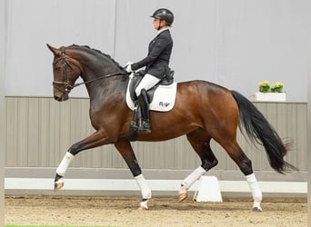 Oldenburg, Mare, 5 years, 17 hh, Bay-Dark