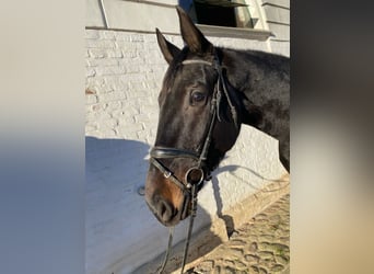 Oldenburg, Mare, 5 years, 17 hh, Black