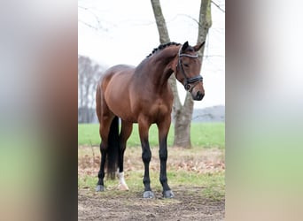 Oldenburg, Mare, 5 years, 17 hh, Brown