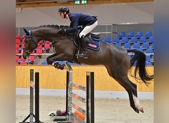 Oldenburg, Mare, 5 years, 17 hh, Brown