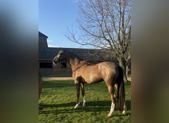 Oldenburg, Mare, 5 years, 17 hh, Chestnut