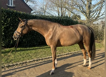 Oldenburg, Mare, 5 years, 17 hh, Chestnut