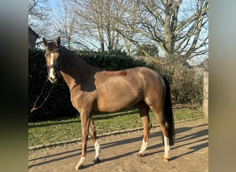 Oldenburg, Mare, 5 years, 17 hh, Chestnut