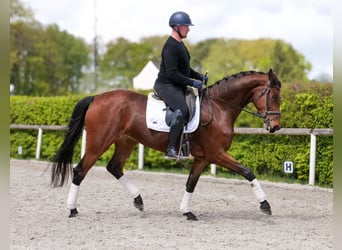 Oldenburg, Mare, 5 years, 17,2 hh, Brown