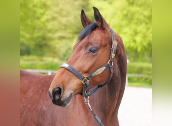 Oldenburg, Mare, 5 years, 17,2 hh, Brown