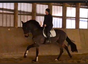 Oldenburg, Mare, 5 years, 18 hh, Bay-Dark