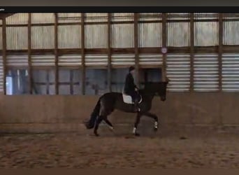 Oldenburg, Mare, 5 years, 18 hh, Bay-Dark