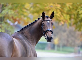 Oldenburg, Mare, 5 years, Brown