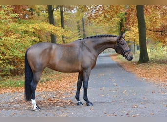 Oldenburg, Mare, 5 years, Brown