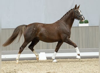 Oldenburg, Mare, 5 years, Chestnut-Red