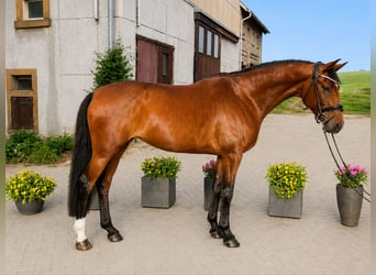 Oldenburg, Mare, 5 years