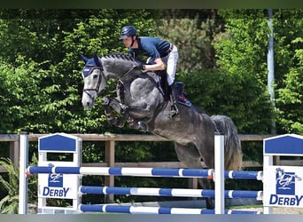 Oldenburg, Mare, 5 years, Gray