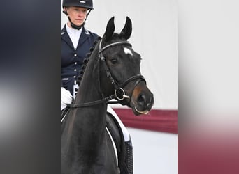 Oldenburg, Mare, 5 years, Smoky-Black