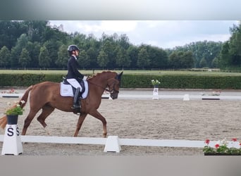 Oldenburg, Mare, 6 years, 15.2 hh, Chestnut-Red