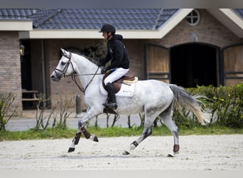 Oldenburg, Mare, 6 years, 15,2 hh, Grey