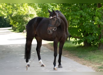 Oldenburg, Mare, 6 years, 15,2 hh, Smoky-Black