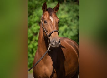 Oldenburg, Mare, 6 years, 15,3 hh, Chestnut