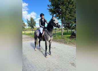 Oldenburg, Mare, 6 years, 15,3 hh, Gray