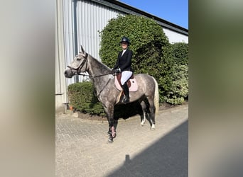 Oldenburg, Mare, 6 years, 15,3 hh, Grey