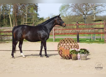 Oldenburg, Mare, 6 years, 16.1 hh, Bay-Dark