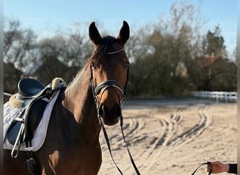 Oldenburg, Mare, 6 years, 16.1 hh, Bay-Dark