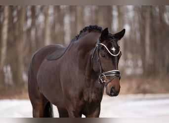 Oldenburg, Mare, 6 years, 16.1 hh, Bay-Dark