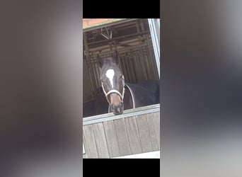 Oldenburg, Mare, 6 years, 16.1 hh, Bay-Dark