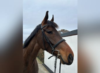 Oldenburg, Mare, 6 years, 16,1 hh, Bay-Dark