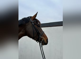 Oldenburg, Mare, 6 years, 16,1 hh, Bay-Dark