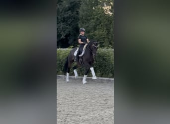 Oldenburg, Mare, 6 years, 16.1 hh, Bay-Dark