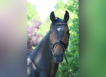 Oldenburg, Mare, 6 years, 16,1 hh, Bay-Dark