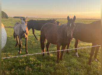 Oldenburg, Mare, 6 years, 16.1 hh, Bay-Dark Oldenburg, Mare, 6 years, 16.1 hh, Bay-Dark