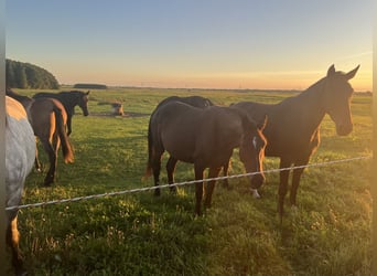 Oldenburg, Mare, 6 years, 16.1 hh, Bay-Dark Oldenburg, Mare, 6 years, 16.1 hh, Bay-Dark