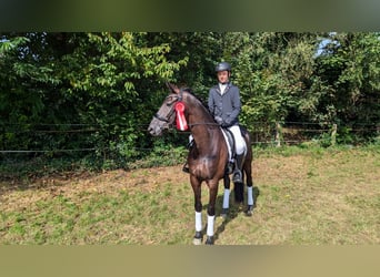 Oldenburg, Mare, 6 years, 16,1 hh, Black