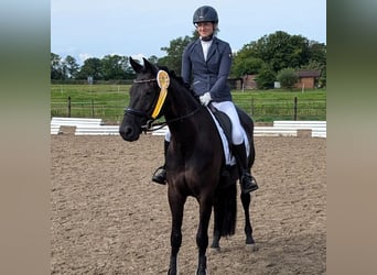 Oldenburg, Mare, 6 years, 16,1 hh, Black