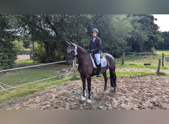 Oldenburg, Mare, 6 years, 16,1 hh, Black