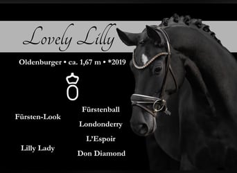 Oldenburg, Mare, 6 years, 16.1 hh, Black